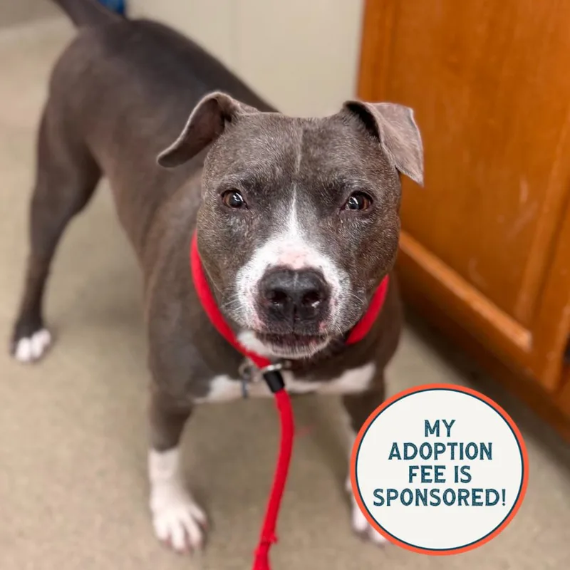 A senior medium-sized female Pit Bull Terrier dog named Wednesday for adoption in Birdsboro, PA