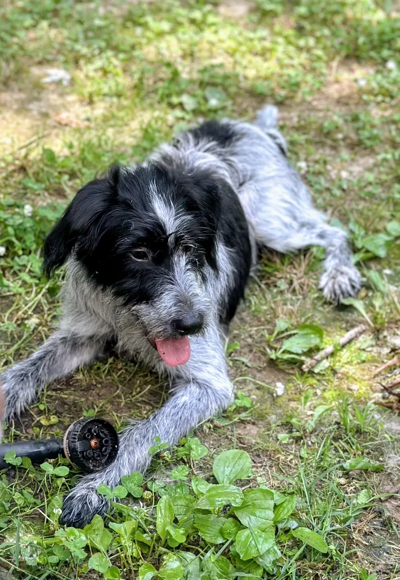 A young small-sized female Poodle dog named Pepper for adoption in Joppa, AL