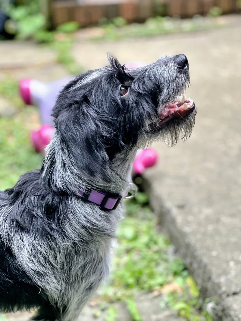 Pepper thumbnail 2