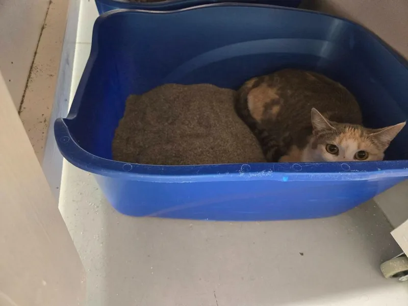 A young medium-sized female Domestic Short Hair cat named Francesca for adoption in Athens, TN