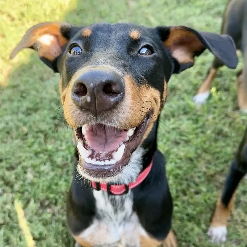 Volt thumbnail 4