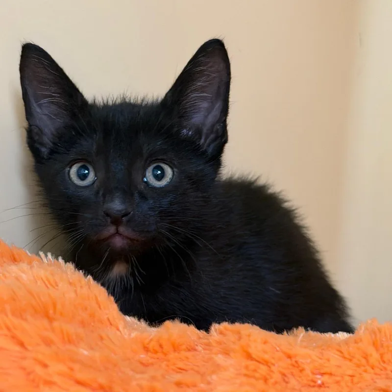 A baby small-sized male Black Domestic Short Hair cat named Davis for adoption in East Hanover, NJ