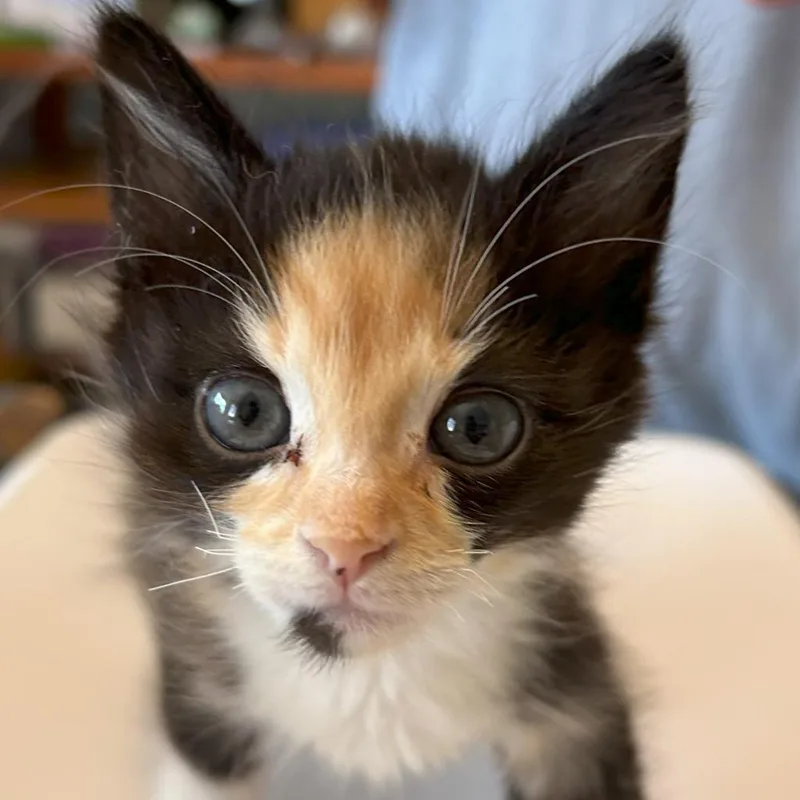 Fathenakoi thumbnail 2