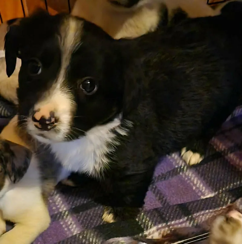 A young medium-sized male Australian Shepherd dog named Capote for adoption in Pomfret Center, CT