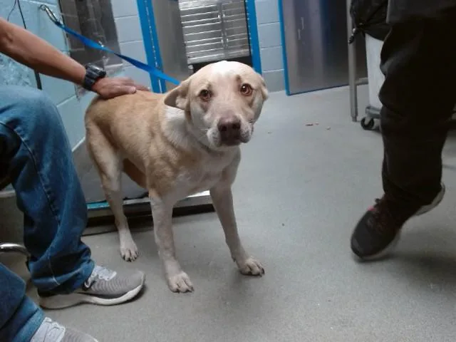 A young medium-sized male Australian Cattle Dog / Blue Heeler dog named Mclovin' for adoption in Albuquerque, NM