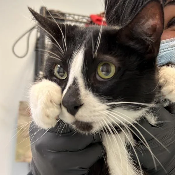 A senior large-sized male Domestic Short Hair cat named Azriel for adoption in Oceanside, CA