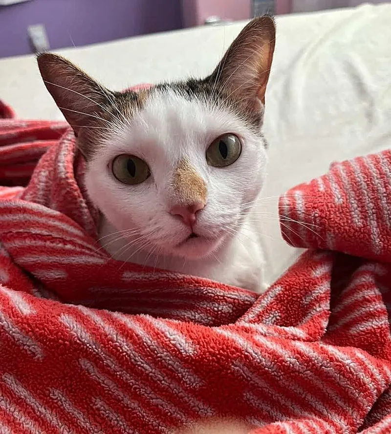 An adult medium-sized female Calico cat named Miso for adoption in miami, FL