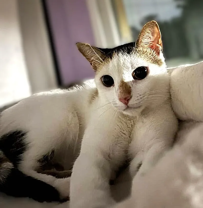 Miso thumbnail 3