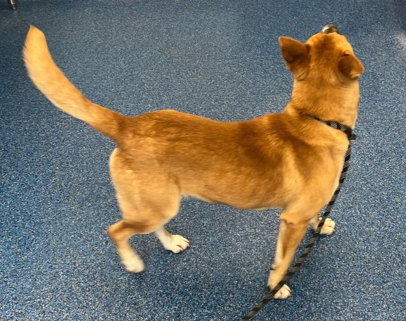 A young medium-sized male Shepherd dog named Argo for adoption in Tarboro, NC