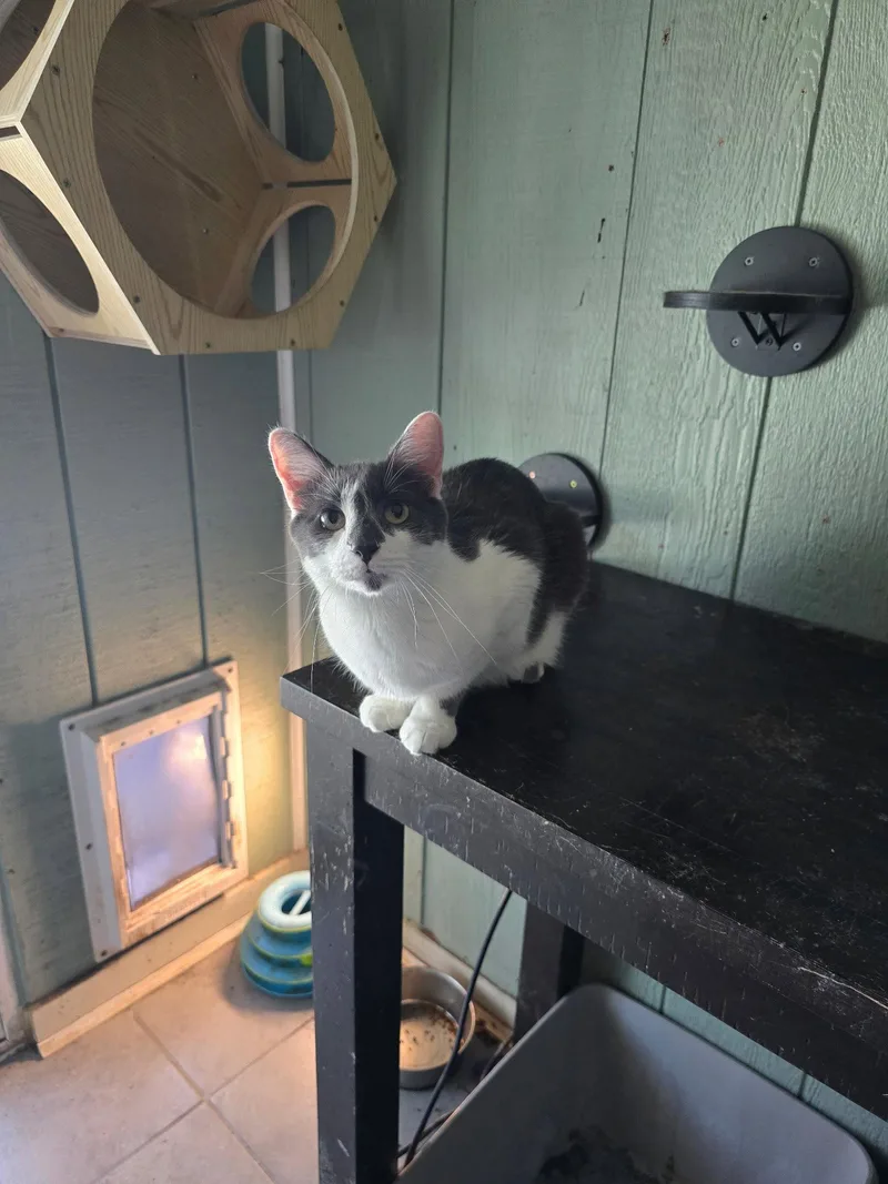 An adult medium-sized male Gray & White Domestic Short Hair cat named Fievel for adoption in Tampa, FL