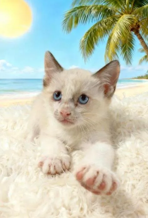 A baby small-sized male Cream Point Domestic Short Hair cat named Aladdin for adoption in Tehachapi, CA