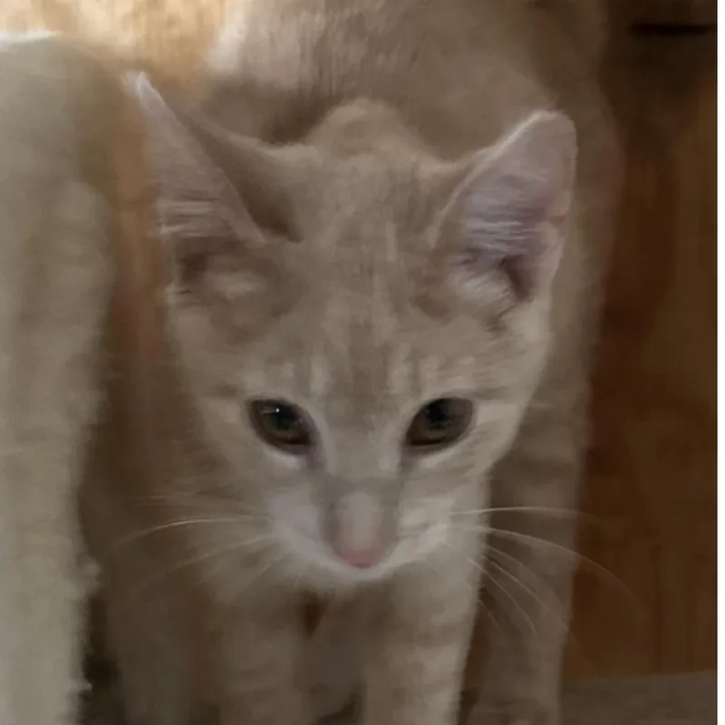 Catalope thumbnail 2