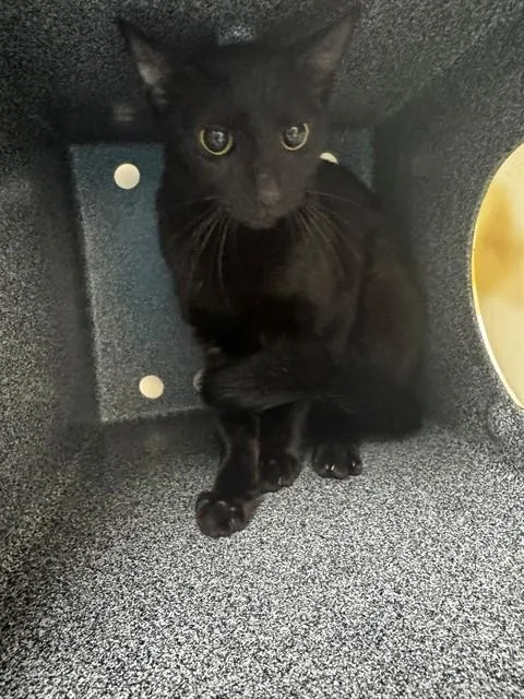 An adult small-sized female Domestic Short Hair cat named Chouquette for adoption in Naples, FL
