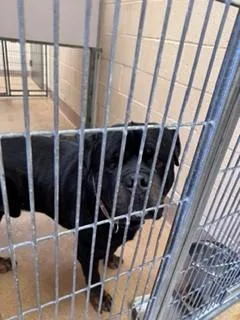 A young medium-sized male Rottweiler dog named Sauron for adoption in Martinez, CA