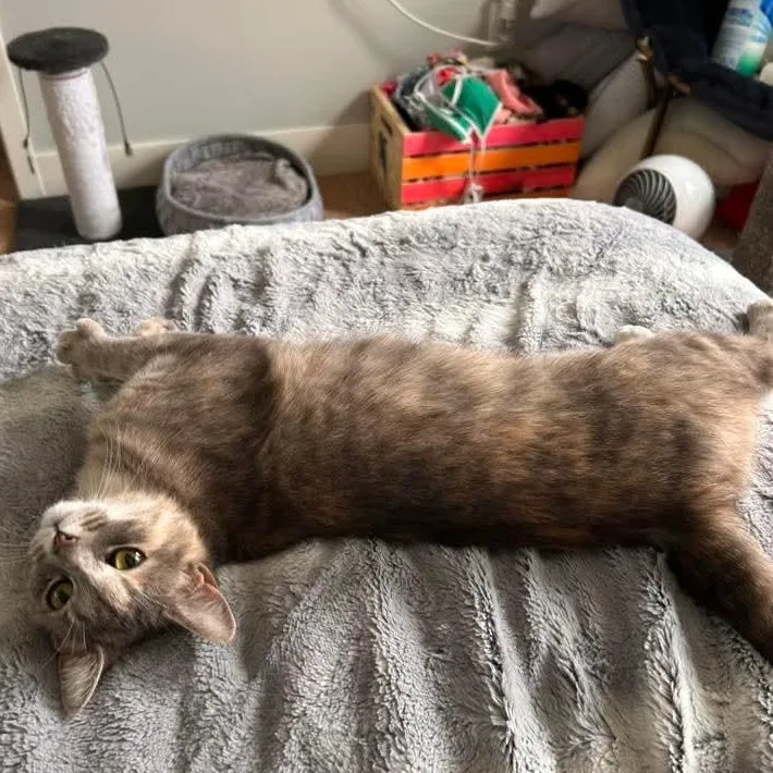 June Bug thumbnail 3