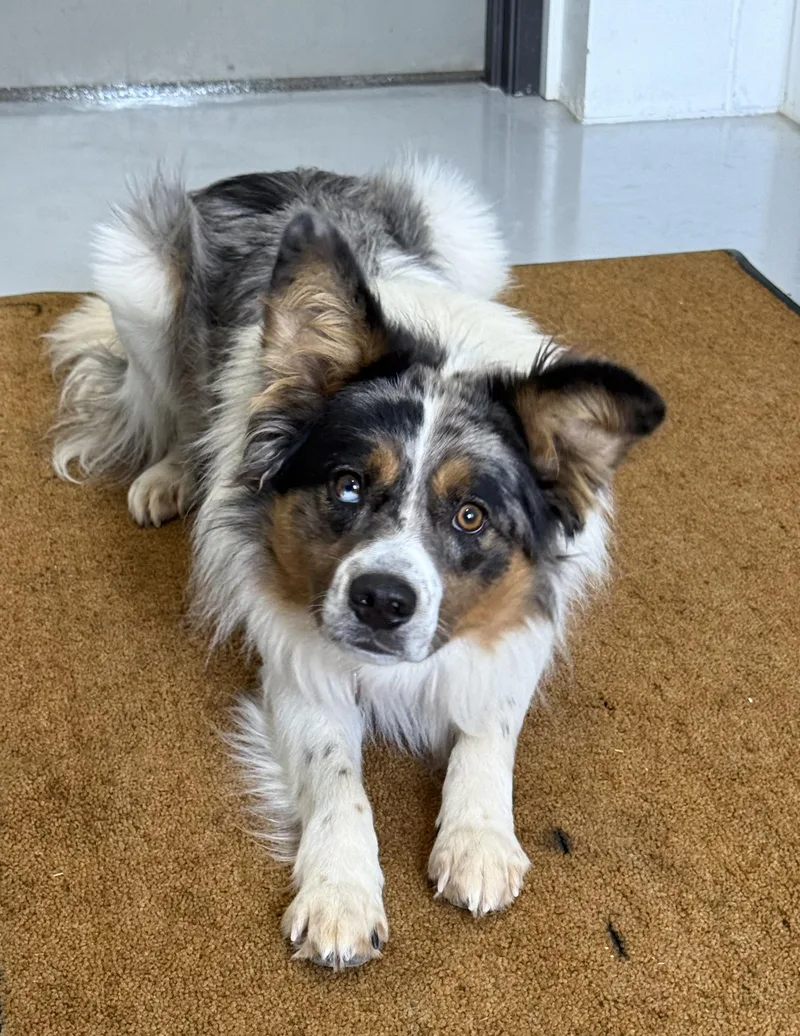 An adult medium-sized male Merle (Blue) Australian Shepherd dog named Obie for adoption in Sault Sainte Marie, MI