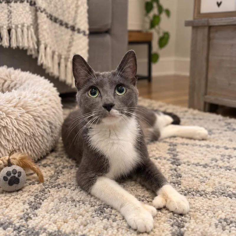 An adult medium-sized female Extra-Toes Cat / Hemingway Polydactyl cat named Momma Muffin for adoption in Medford, NJ