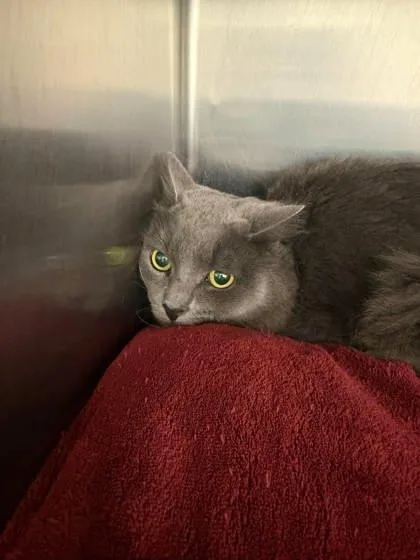 A young large-sized male Gray / Blue / Silver Domestic Short Hair cat named Stitch for adoption in Annapolis, MD
