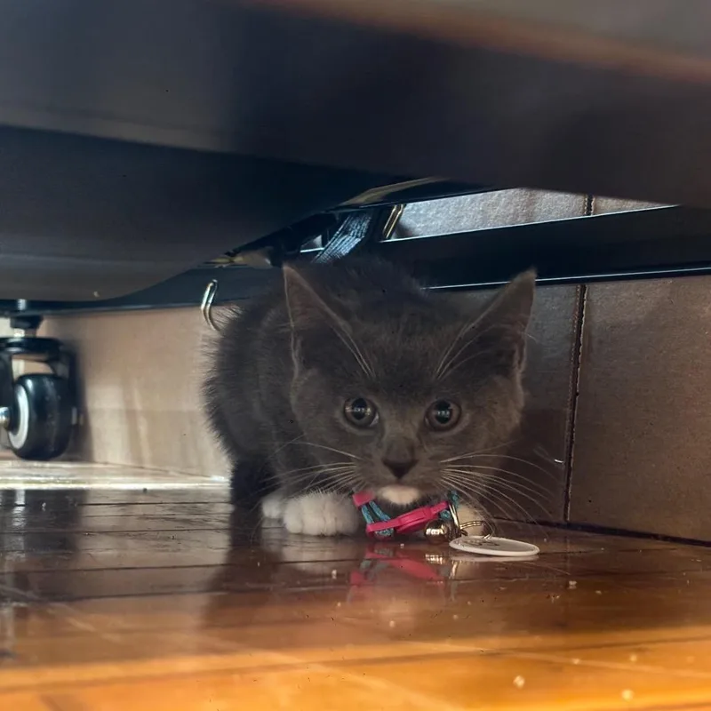 A young medium-sized female Gray & White Domestic Short Hair cat named Dj for adoption in Milwaukee, WI