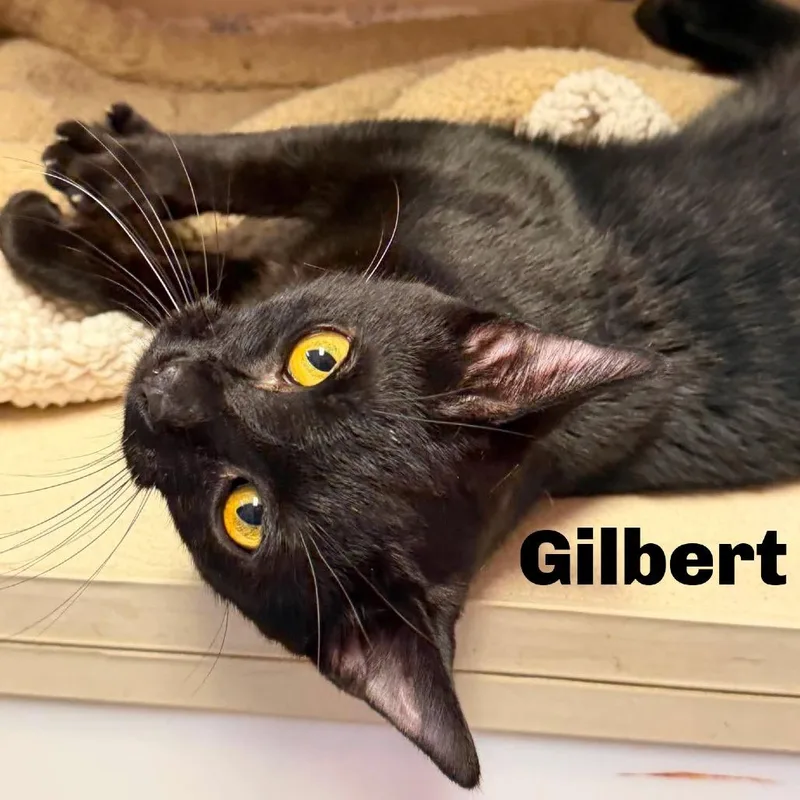 Gilbert