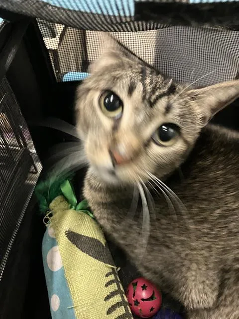 A young medium-sized female Domestic Short Hair cat named Oli for adoption in Long Beach, CA