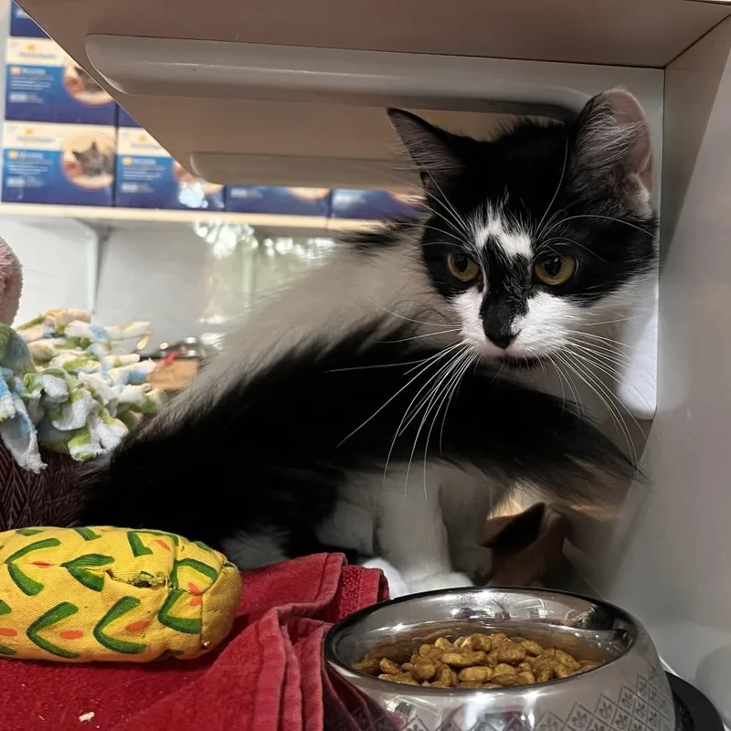 An adult small-sized female Domestic Medium Hair cat named Amelia for adoption in Salisbury, MA