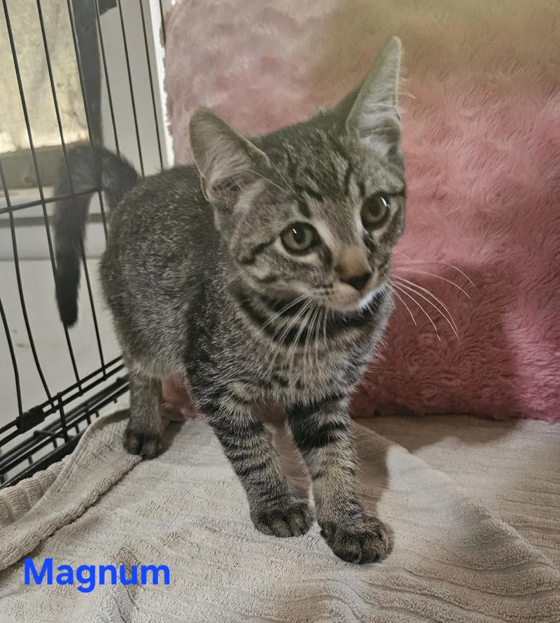 A baby medium-sized male Tabby (Gray / Blue / Silver) Manx cat named Magnum for adoption in Burbank, CA