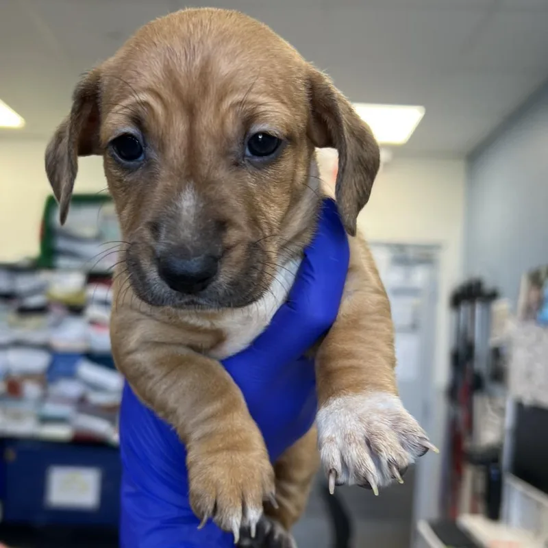 A baby small-sized female Brown / Chocolate Mixed Breed dog named Gwen Stacy for adoption in Las Cruces, NM