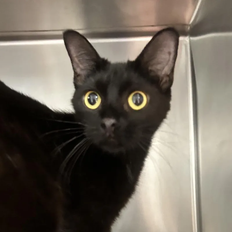 Fran