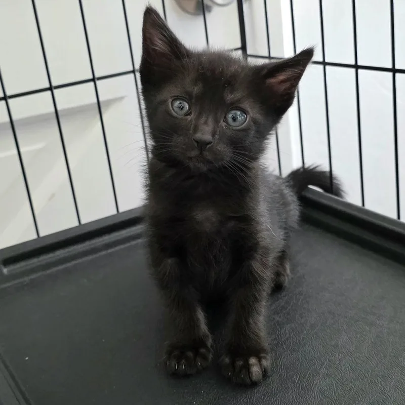 A baby small-sized female Black American Shorthair cat named Elodie for adoption in Calimesa, CA