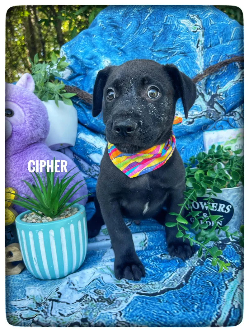 A baby medium-sized male Labrador Retriever dog named Cipher for adoption in Sebring, FL