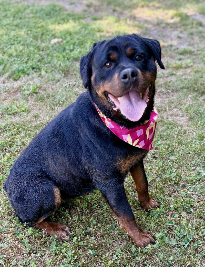 A young medium-sized female Rottweiler dog named Darla for adoption in Spring Lake, NJ