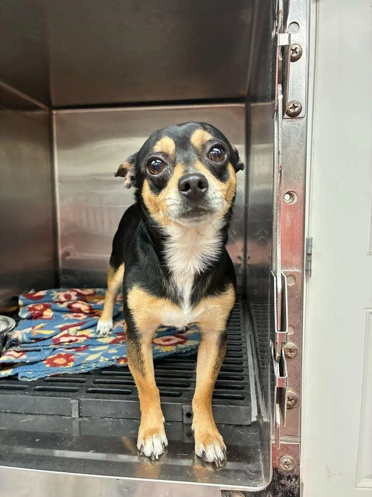 A young medium-sized male Black Chihuahua dog named Killua for adoption in Marietta, GA