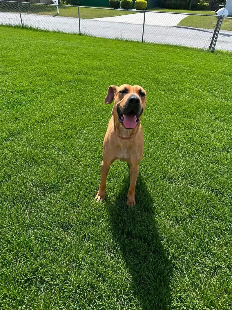 Rubydoo