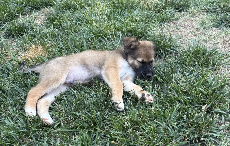 A baby medium-sized male Tricolor (Brown, Black, & White) Shepherd dog named Emmet for adoption in Kannapolis, NC