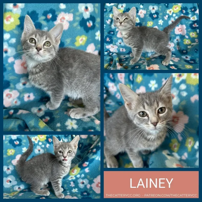 A baby small-sized female Domestic Short Hair cat named Lainey for adoption in Corpus Christi, TX