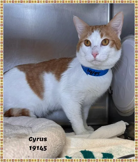 A young medium-sized male Tabby (Orange / Red) Domestic Short Hair cat named Cyrus See Also Ranger for adoption in Marietta, GA