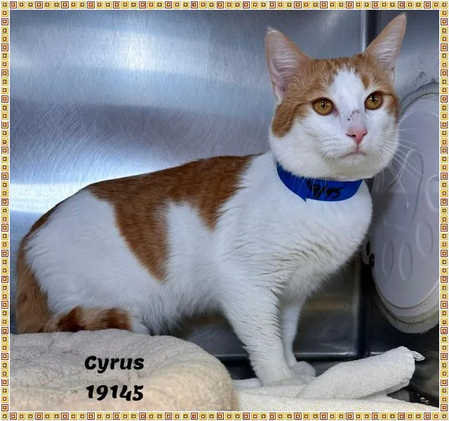 Cyrus See Also Ranger thumbnail 2