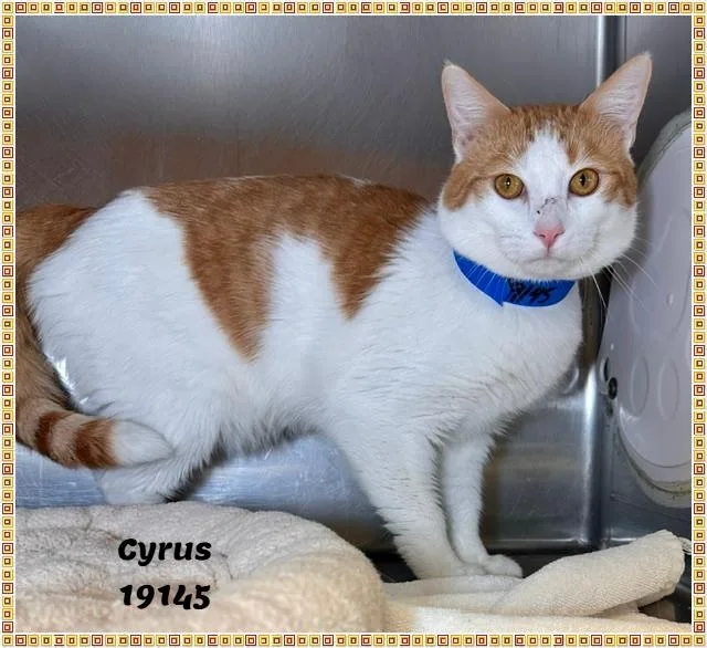 Cyrus See Also Ranger thumbnail 3