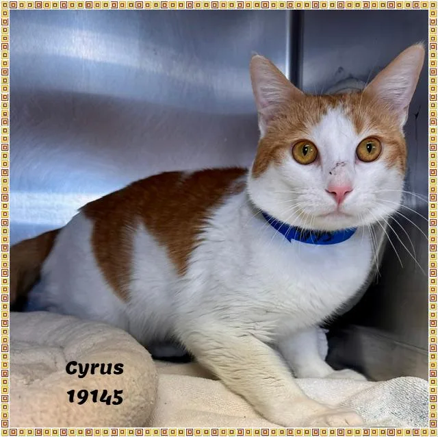 Cyrus See Also Ranger thumbnail 4