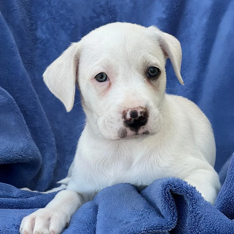 A baby medium-sized female Labrador Retriever dog named Arbor Pup  Tree for adoption in San Diego, CA