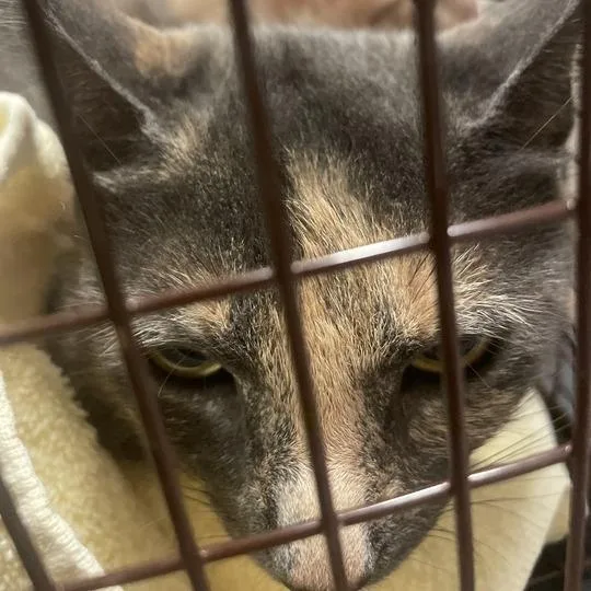 An adult medium-sized female Tortoiseshell Domestic Short Hair cat named Peaches for adoption in Chicago, IL