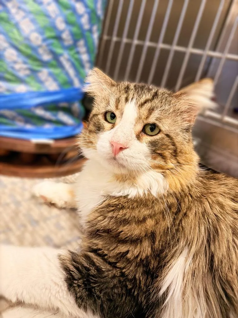 An adult small-sized male Domestic Short Hair cat named Salman for adoption in Thousand Oaks, CA