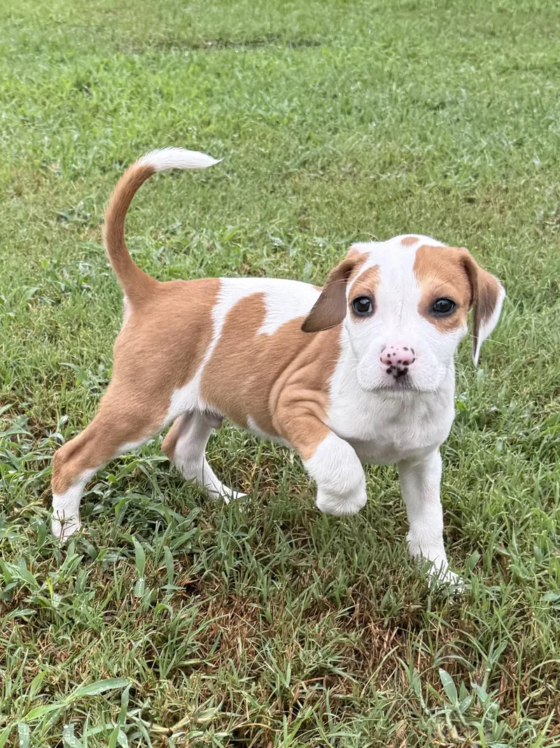 A baby medium-sized male Apricot / Beige Terrier dog named Robert for adoption in Seale, AL