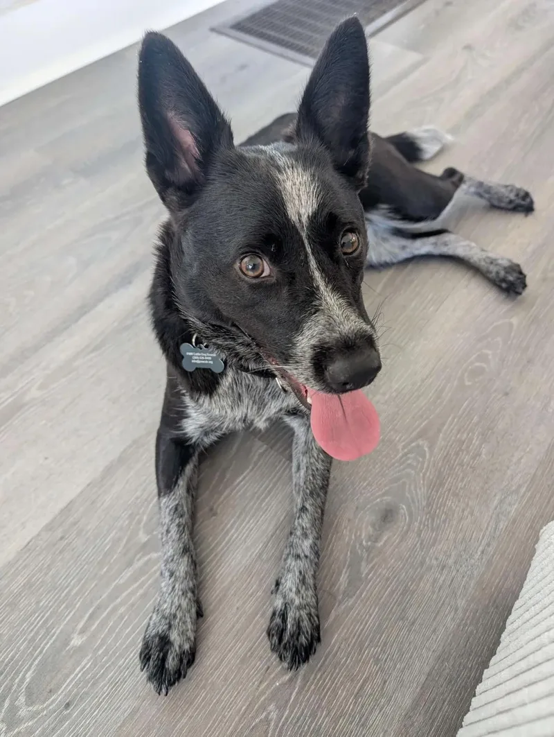 A young medium-sized female Australian Cattle Dog / Blue Heeler named Belle for adoption in Mount Vernon, WA