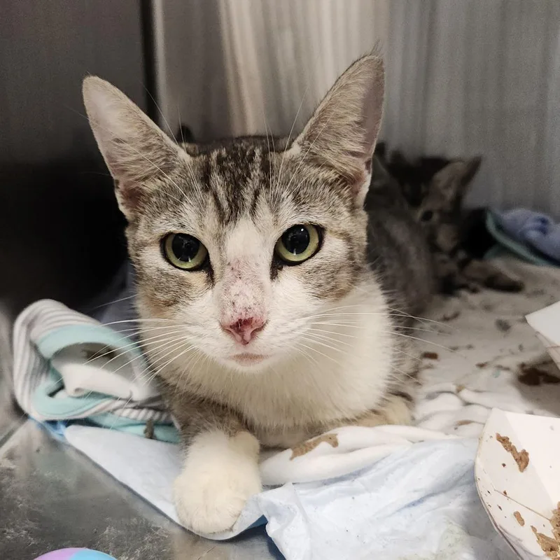 An adult medium-sized female Gray / Blue / Silver American Shorthair cat named Vanilla Bean for adoption in Tampa, FL