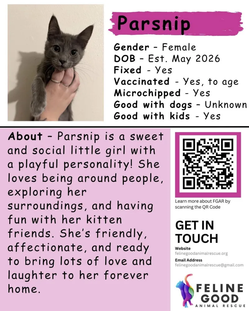 A baby medium-sized female Gray / Blue / Silver Domestic Short Hair cat named Parsnip for adoption in Eugene, OR