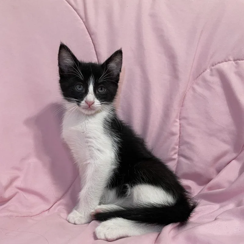 A baby small-sized male Black Domestic Short Hair cat named Alex for adoption in Tucson, AZ