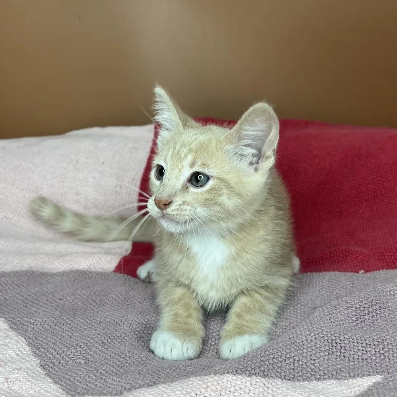 A baby small-sized male Buff / Tan / Fawn Domestic Short Hair cat named Pina Colada for adoption in San Antonio, TX