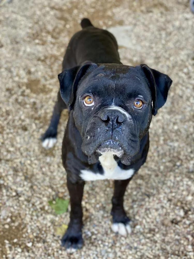 A senior medium-sized male Tricolor (Brown, Black, & White) Boxer dog named Key for adoption in Hewitt, TX
